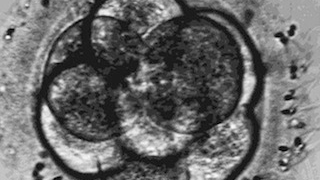 Baby Born From 20-Year-Old Frozen Embryo